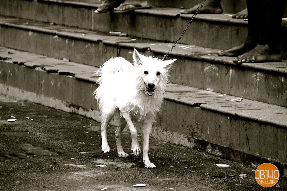 A Wet Dog